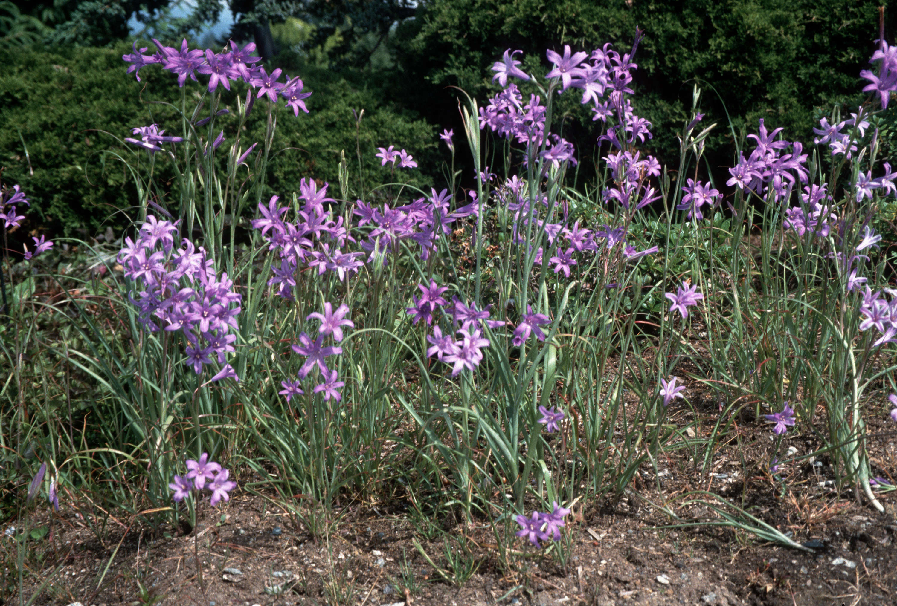 Ixiolirion tataricum